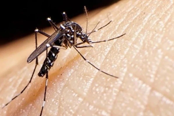 Tucumán cumple cinco semanas sin casos de dengue