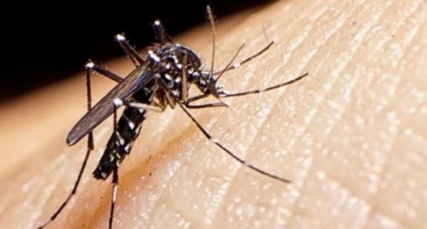 Tucumán cumple cinco semanas sin casos de dengue