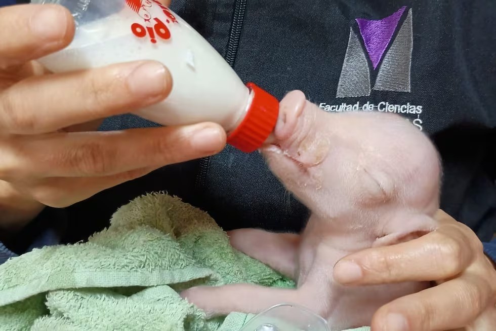 Naci&oacute; el primer cerdo modificado gen&eacute;ticamente para trasplantes y marca un hito cient&iacute;fico en Argentina
