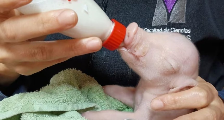 Naci&oacute; el primer cerdo modificado gen&eacute;ticamente para trasplantes y marca un hito cient&iacute;fico en Argentina
