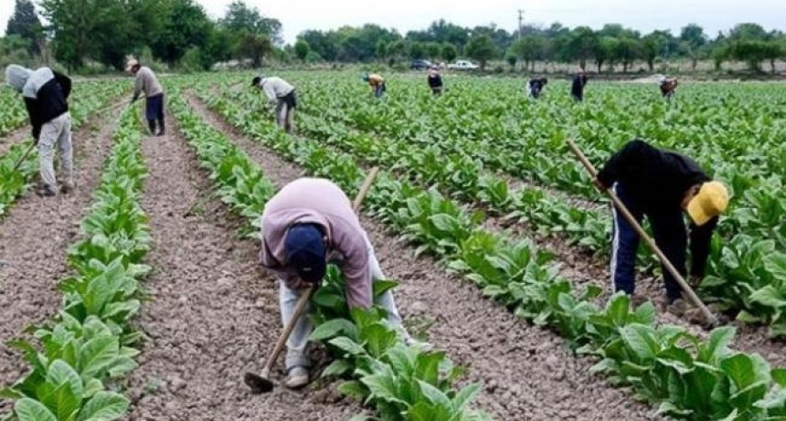 Abonan $360 millones a tabacaleros tucumanos