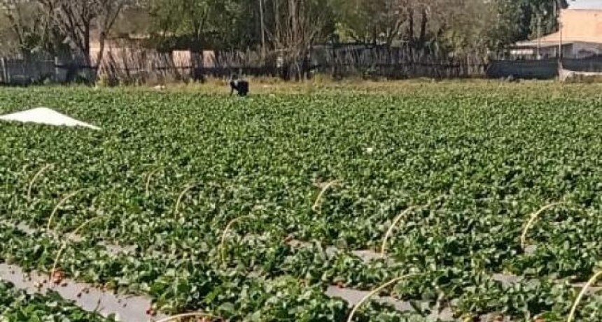 Fortalecimiento a la producción de frutillas de la provincia