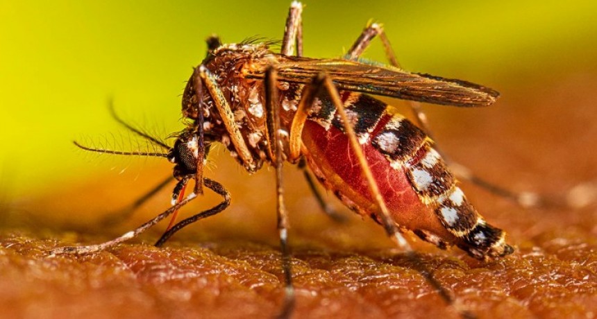 Proyectan el lanzamiento de un programa contra el Dengue en el país