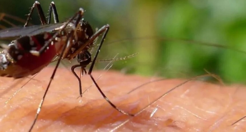 Tucumán lleva casi dos meses sin casos de dengue