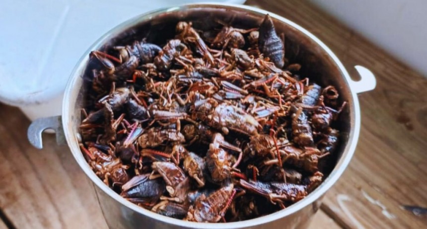 Analizan el uso de insectos como alimento balanceado