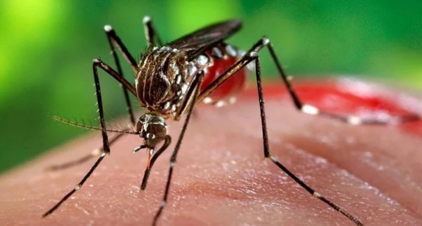 Dengue: hoy comienza la campaña de vacunación para jóvenes entre 15 y 19 años