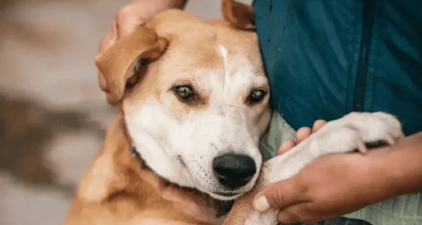 Hoy es el Día Mundial del Perro Adoptado