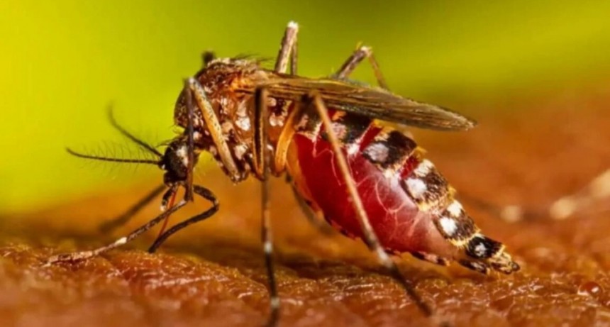 Descubren mutaciones que hacen más fuerte al mosquito que transmite el dengue