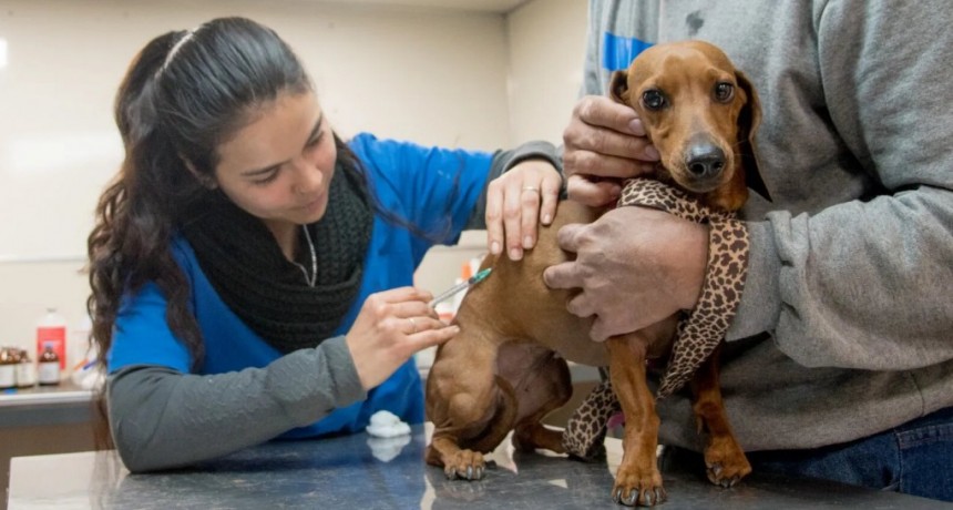 Vacunación y desparasitación gratuita para animales de compañía en Villa Alem