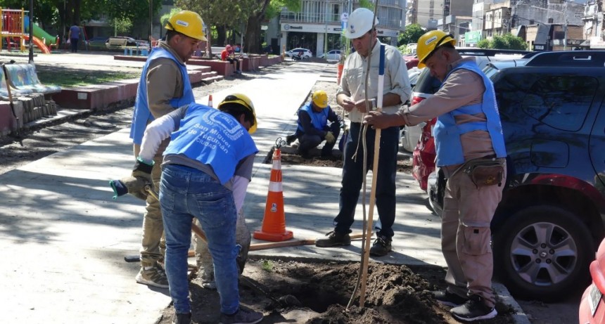 Recuperan el arbolado de la Plaza Alberdi