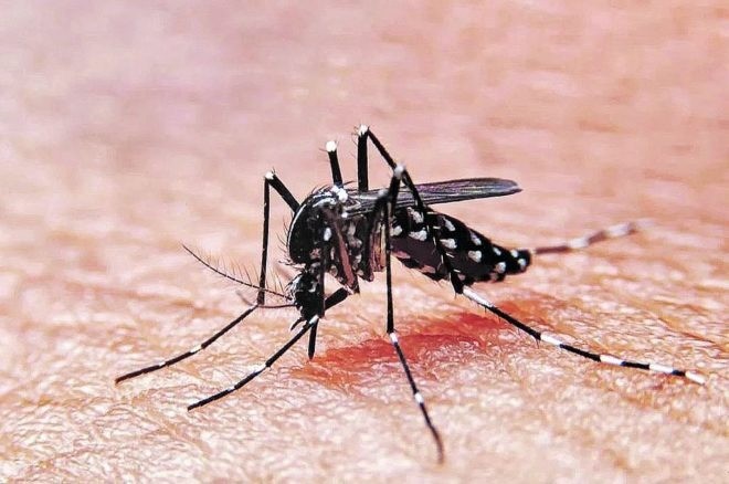 Tucumán mantiene vigilancia epidemiológica activa tras reporte de más de 1.300 casos sospechosos de dengue a nivel nacional
