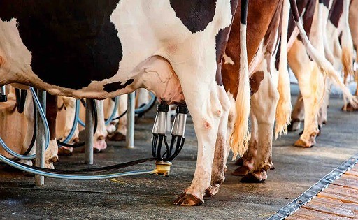 Tucumán produce 85.000 litros diarios de leche en una lechería de contrastes tecnológicos