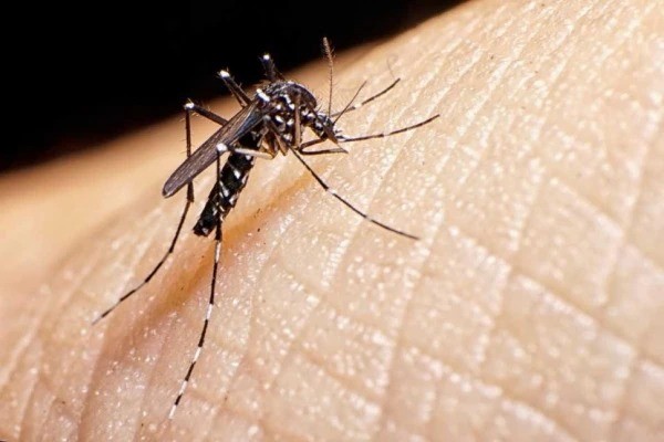 Tucumán alcanza los 110 días sin casos autóctonos de dengue