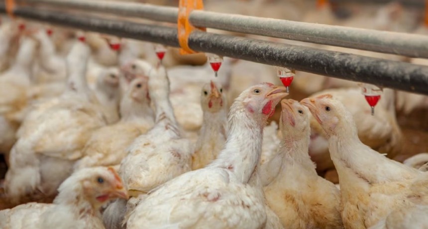 Senasa reabre las exportaciones aviares tras controlar el brote de influenza