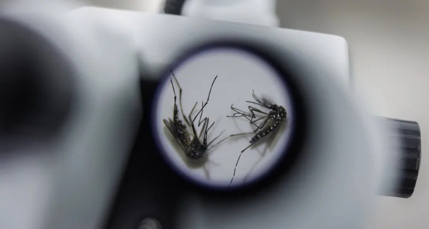 Brasil inaugura la fábrica de mosquitos modificados más grande del mundo para combatir el dengue