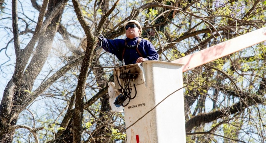 La Municipalidad activa operativo de poda preventiva ante la temporada de tormentas