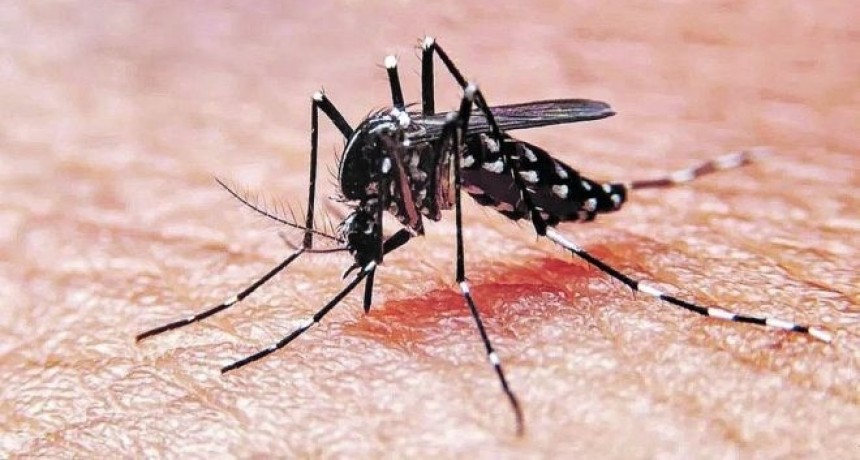 Tucumán mantiene vigilancia epidemiológica activa tras reporte de más de 1.300 casos sospechosos de dengue a nivel nacional