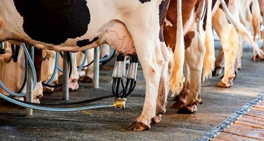 Tucumán produce 85.000 litros diarios de leche en una lechería de contrastes tecnológicos