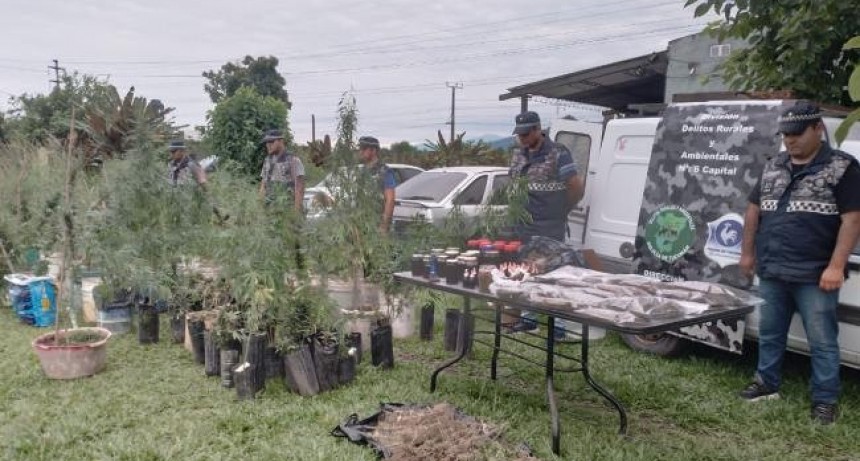 Hallan un vivero con 120 plantas de marihuana y aceite de cannabis