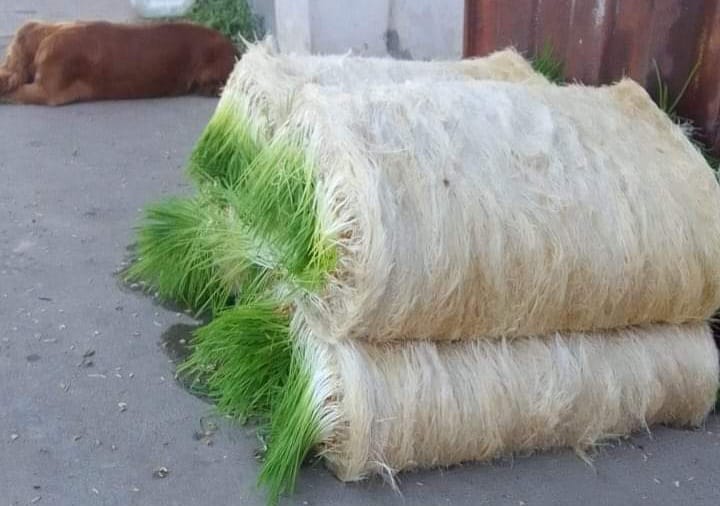 Bella Vista obtuvo un financiamiento nacional para producir forraje verde por hidroponia