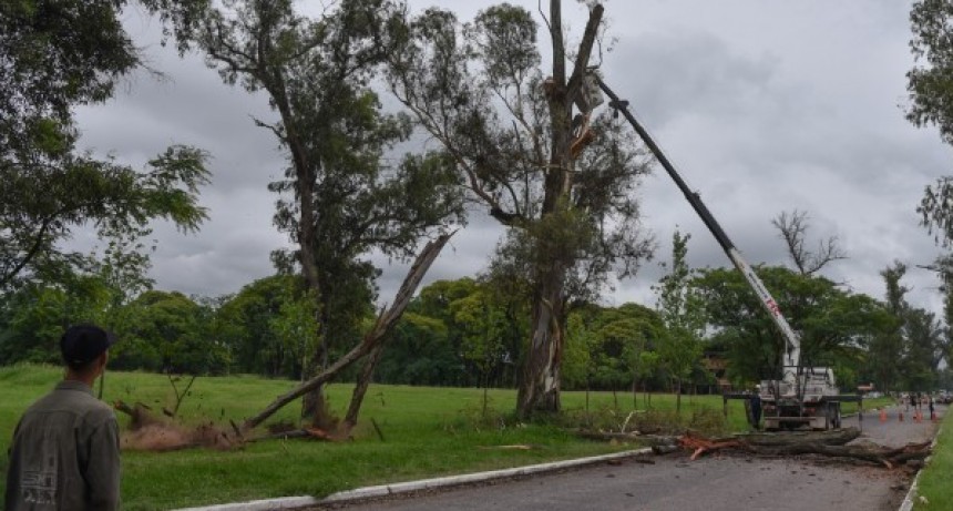 En San Miguel de Tucumán llevan adelante un plan de poda y extracción de eucaliptos para evitar accidentes
