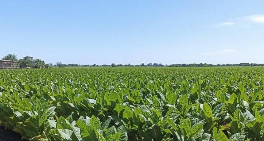 Inicia el pago de $250 millones como anticipo de tercera grilla a tabacaleros tucumanos