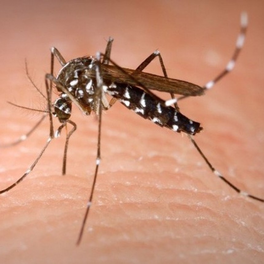 Se confirma el primer caso de dengue en la provincia de Tucum&aacute;n