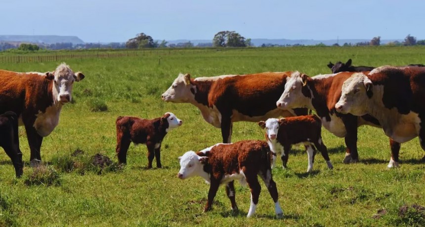 Impuesto al metano bovino: el cruce entre ambientalismo y producción que divide al campo y a la política